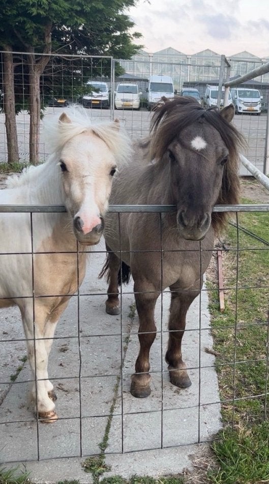 Super lieve shetlander merries te koop, Merrie, A pony (tot 1.17m), 3 tot 6 jaar