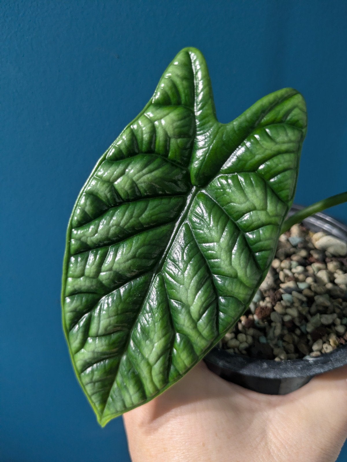 Alocasia Sinuata, Ophalen of Verzenden, Halfschaduw, Minder dan 100 cm