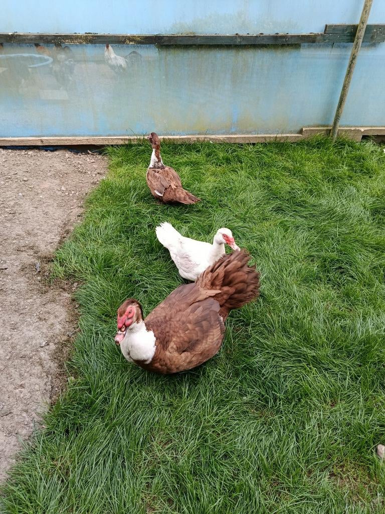 Foktrio muskuseenden te koop, Dieren en Toebehoren, Pluimvee, Mannelijk, Kip