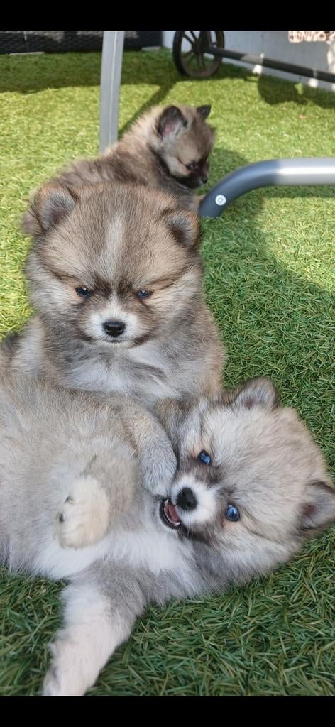 Mogen vandaag weg!!! 4Prachtige pomski/pomeriaan pups, 8 tot 15 weken, Meerdere, Meerdere dieren, Nederland