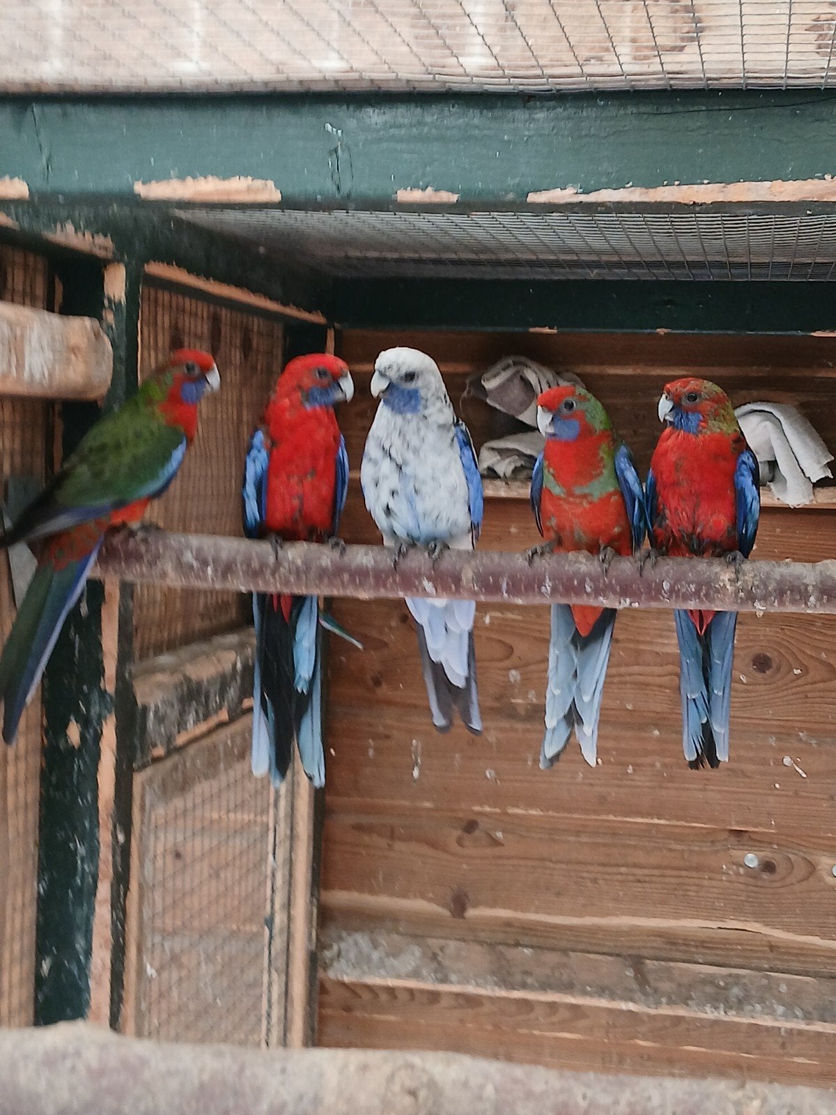 te koop een bewezen koppel penanten met 3 jongen, Dieren en Toebehoren, Vogels | Parkieten en Papegaaien, Meerdere dieren, Parkiet