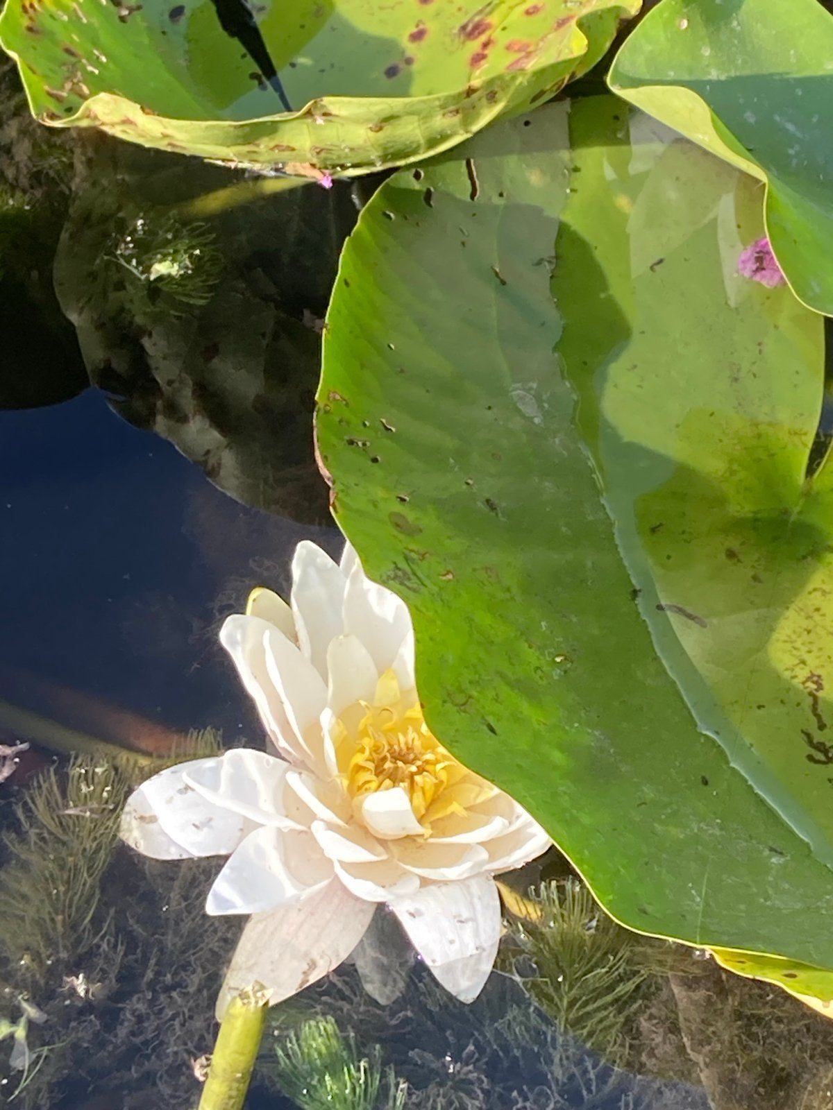 Prachtige Grote Waterlelie Planten te Koop, Ophalen, Volle zon, Vaste plant, Zomer