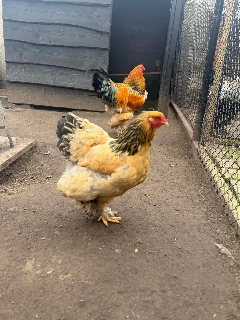 Brahma groothoender hennen meerdere kleuren, Dieren en Toebehoren, Pluimvee, Vrouwelijk, Kip