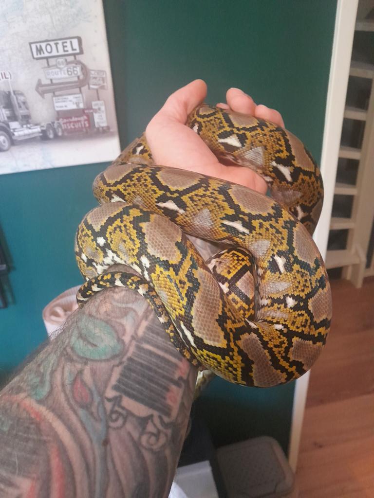 0.1 Mainland  Sumatra het. Mocha Retic 1.5 meter Reticulated Python - female for sale from Twan