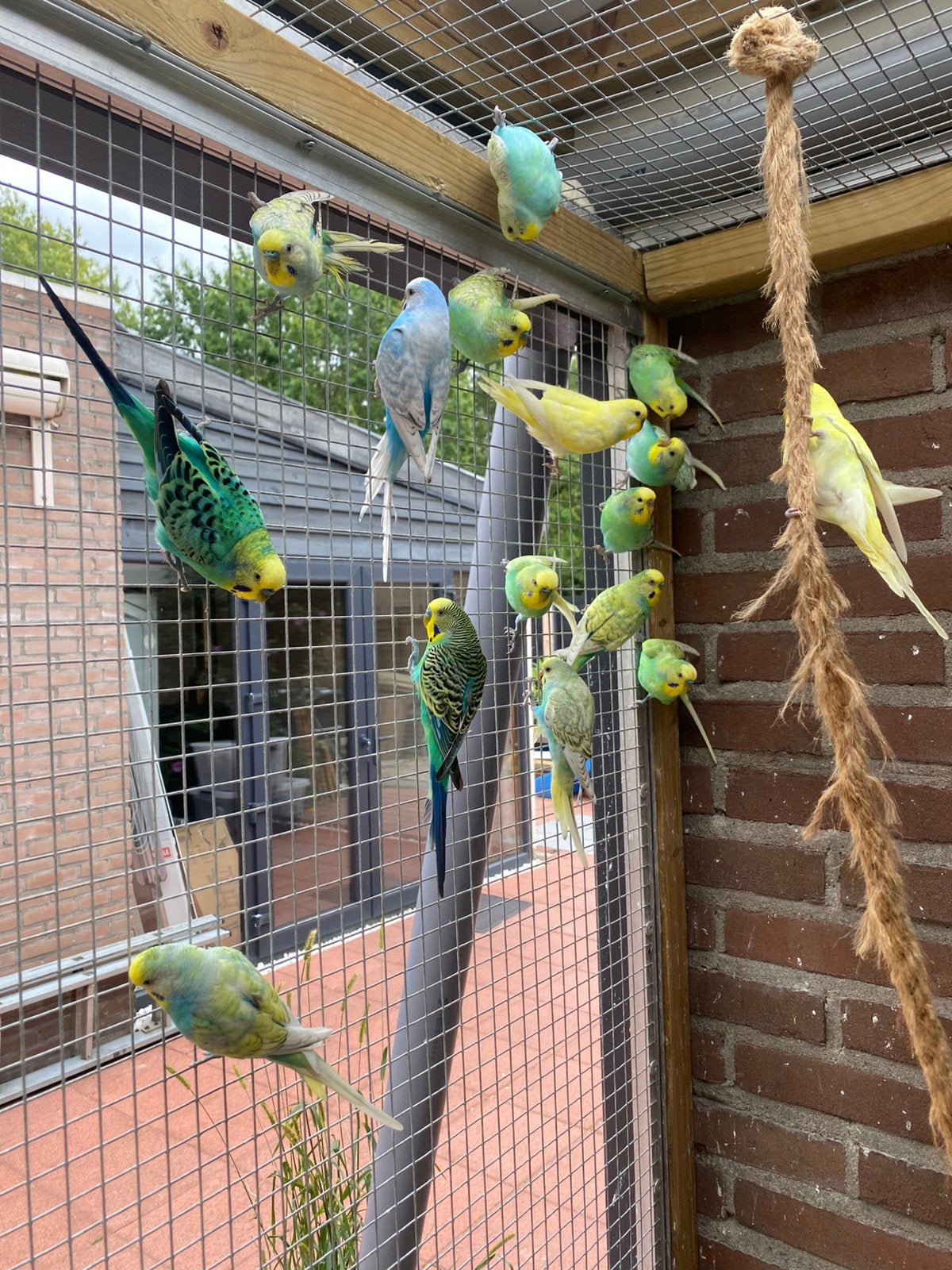 Hele mooie parkieten, Meerdere dieren, Parkiet