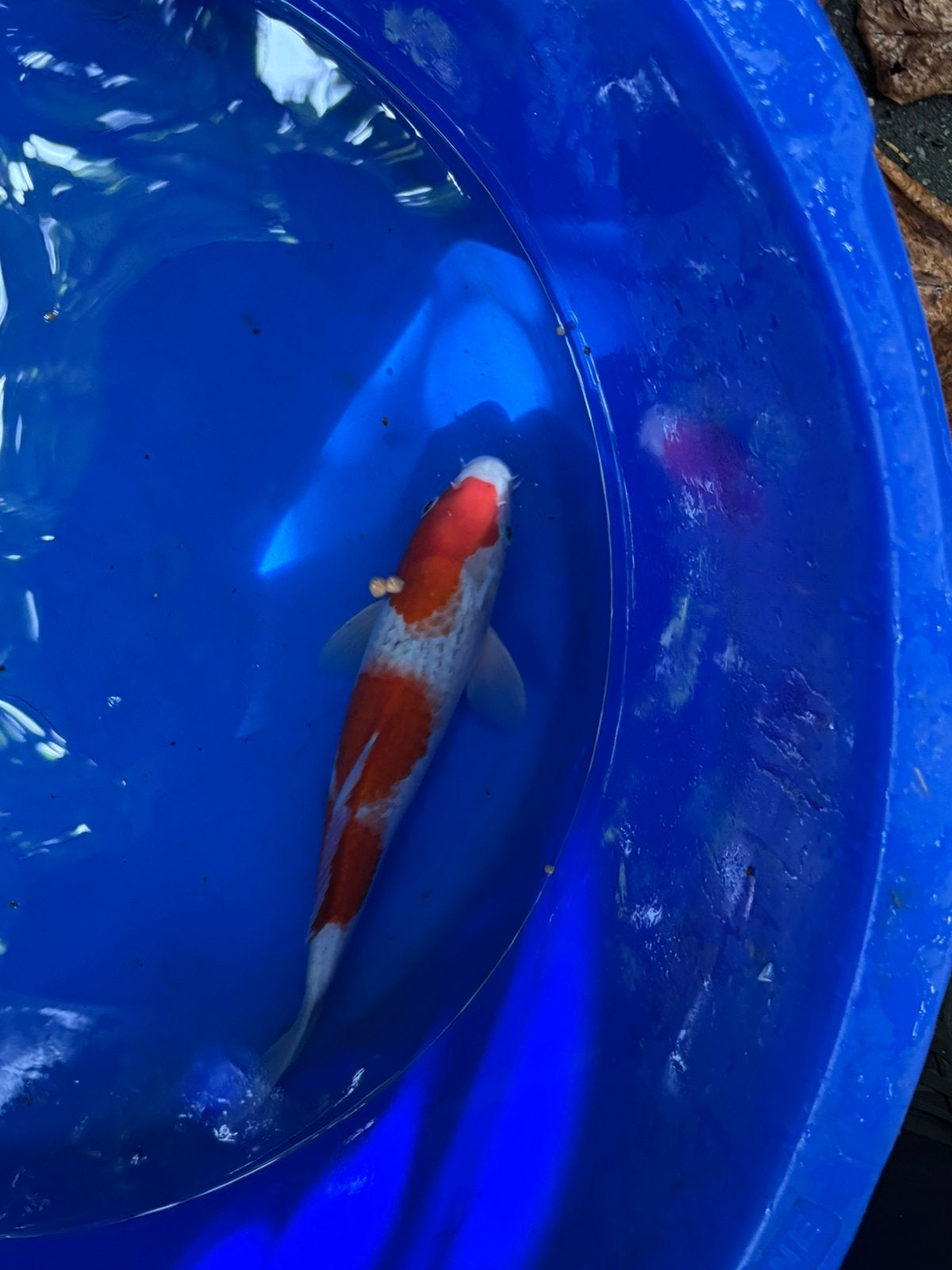 Goshiki japanse koi vis vissen koikarper karper vijver, Dieren en Toebehoren, Vissen | Vijvervissen, Karper of Koi