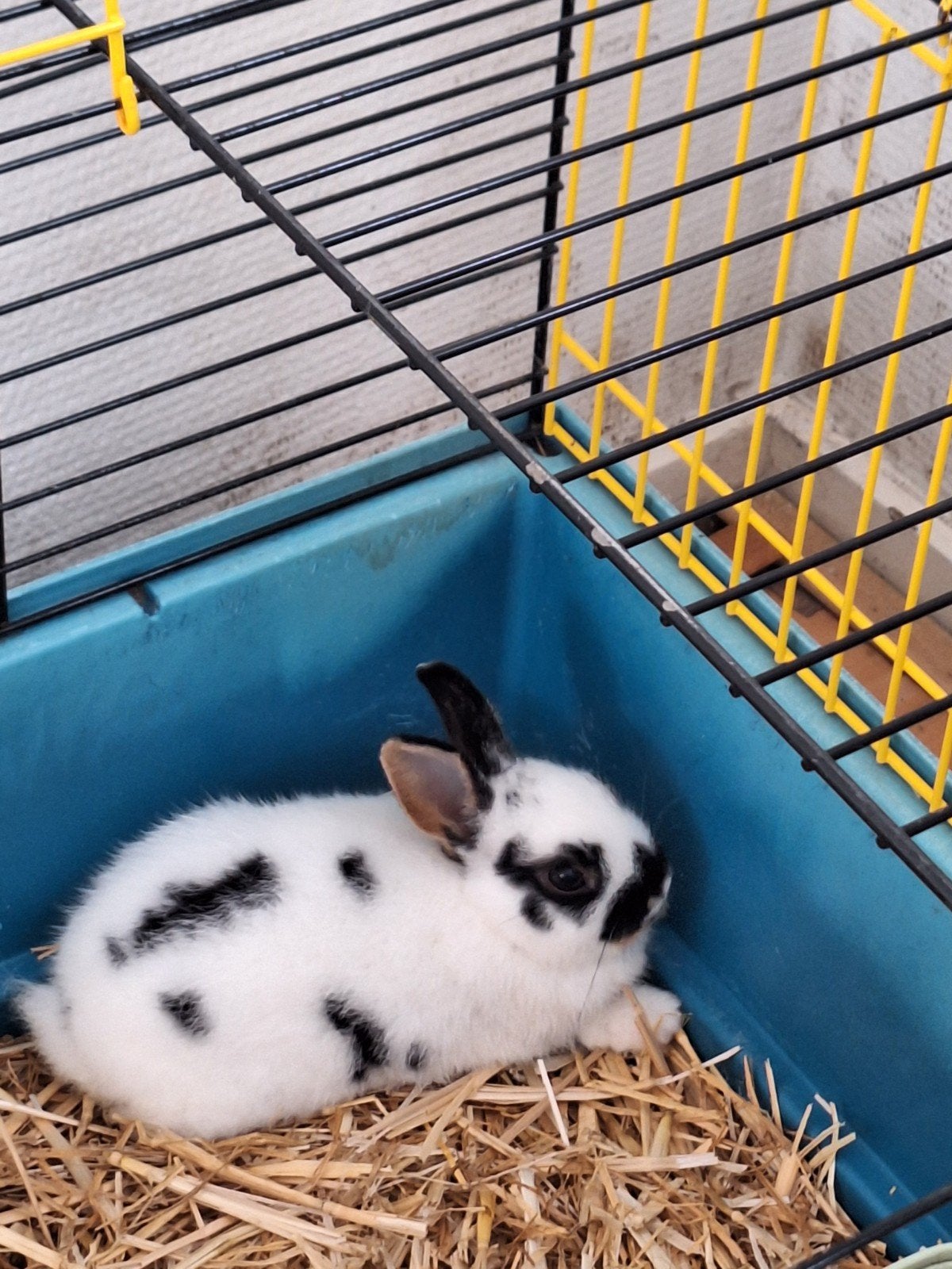 twee konijn met kooi, Juni, Mannelijk, Overige typen