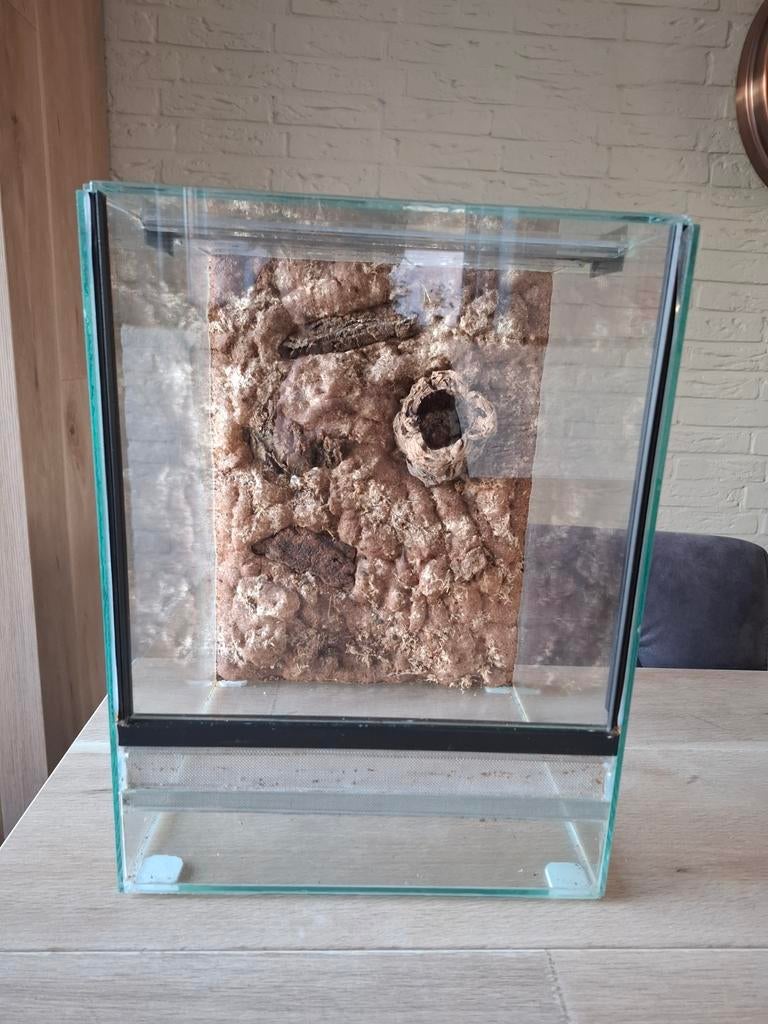 Terrarium met achterwand. 40x30x30, Dieren en Toebehoren, Reptielen en Amfibieën | Toebehoren, Ophalen