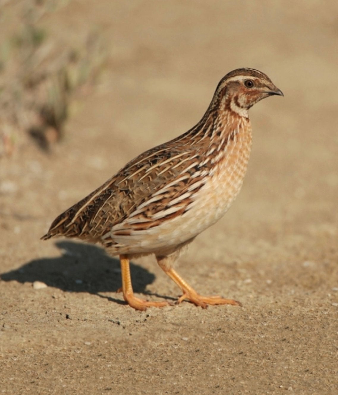 Eurpopese kwartels, Meerdere dieren, Overige soorten