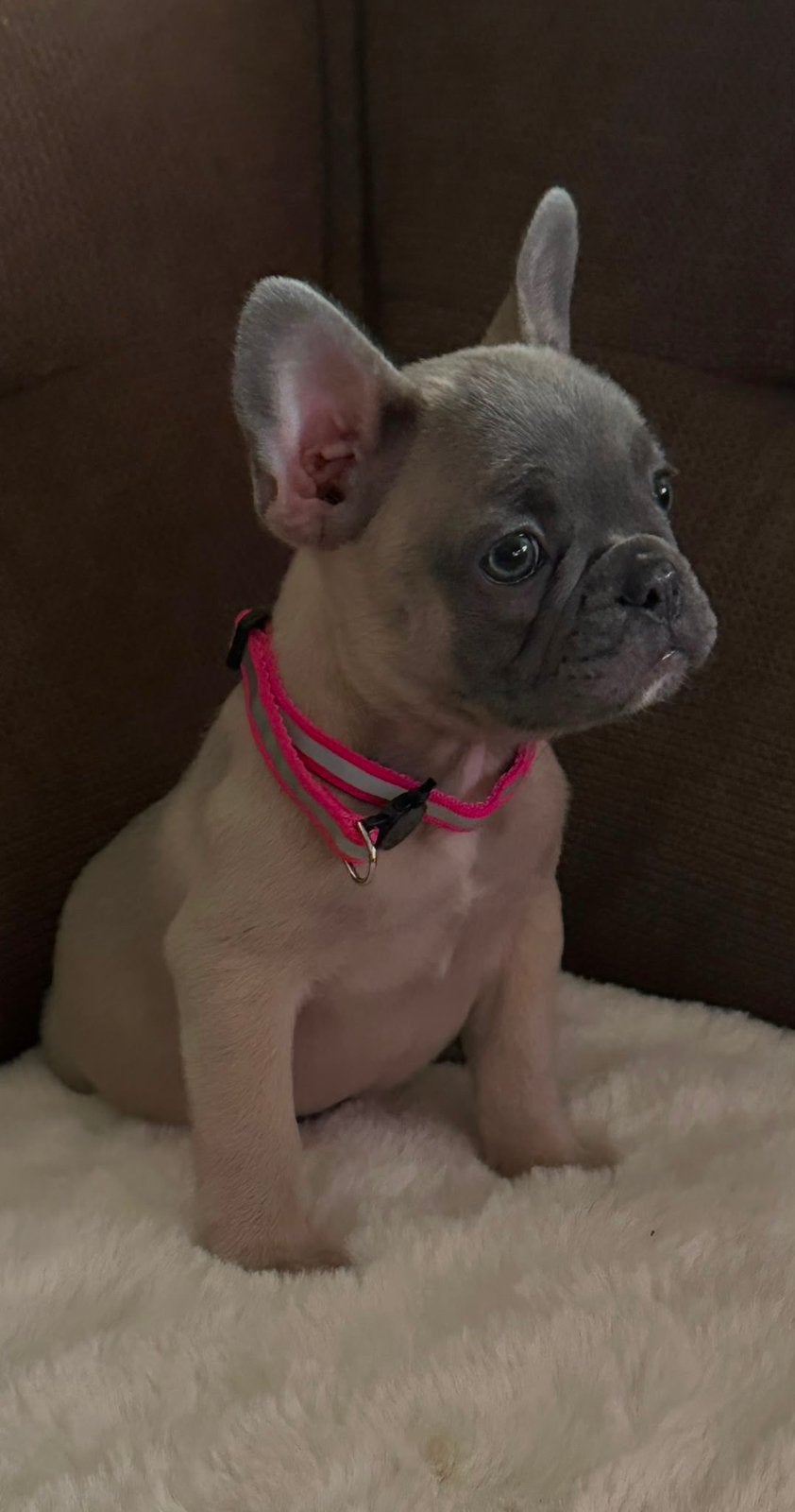 Fransebulldog puppy Teefjes / meisje zeer knap !!!, Reu, Bulldog, Meerdere, Nederland
