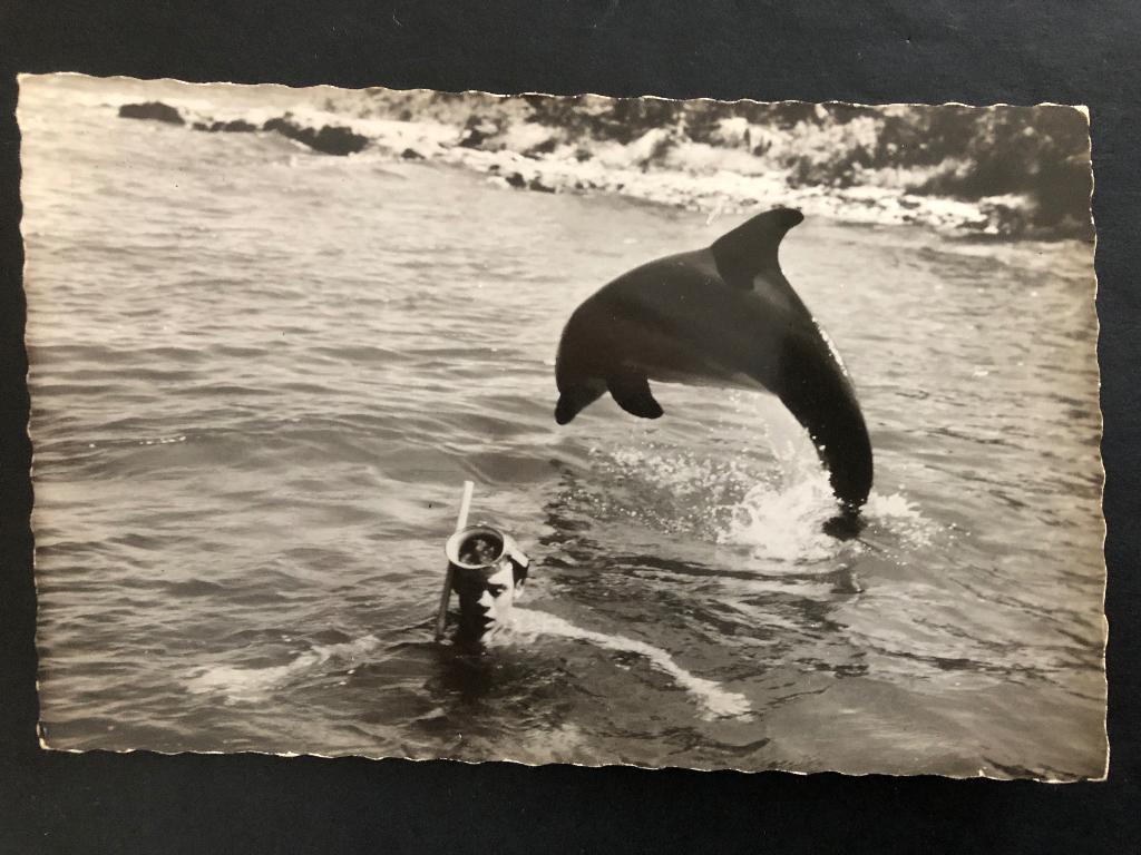 Ansichtkaart TV Serie Flipper Zeldzaam, Ophalen of Verzenden, 1960 tot 1980, Ongelopen, Sterren en Beroemdheden