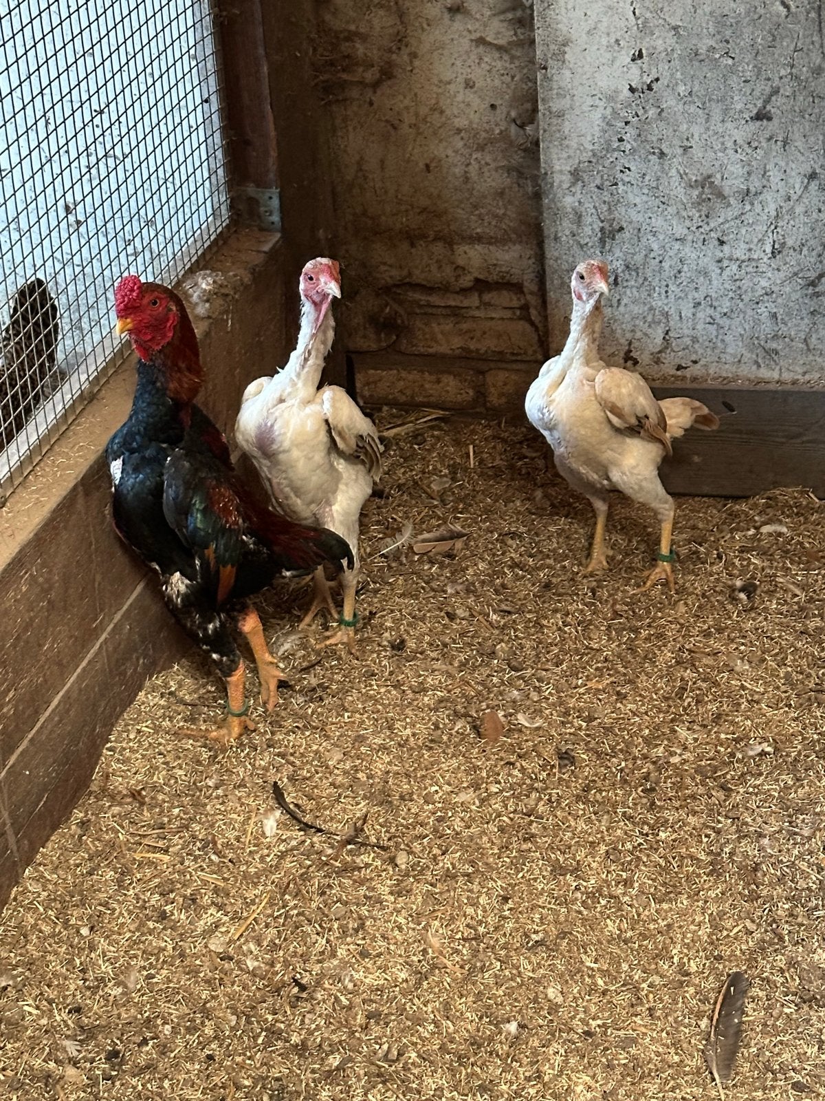 Ko shamo trio tarwe, Dieren en Toebehoren, Meerdere dieren, Kip