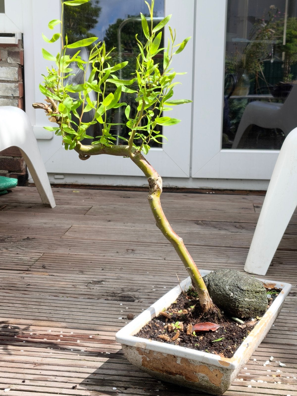 Chinese kronkelwilg bonsai starter, pre bonsai, Bloeit niet, Halfschaduw, Overige soorten, Minder dan 100 cm