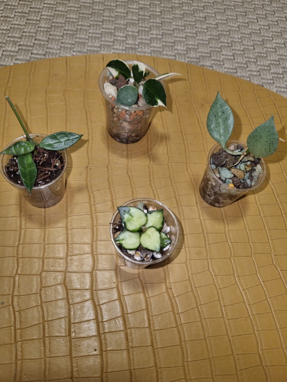 Hoya lacunosa pakket 4x voor €15!, Ophalen of Verzenden, Halfschaduw, Minder dan 100 cm