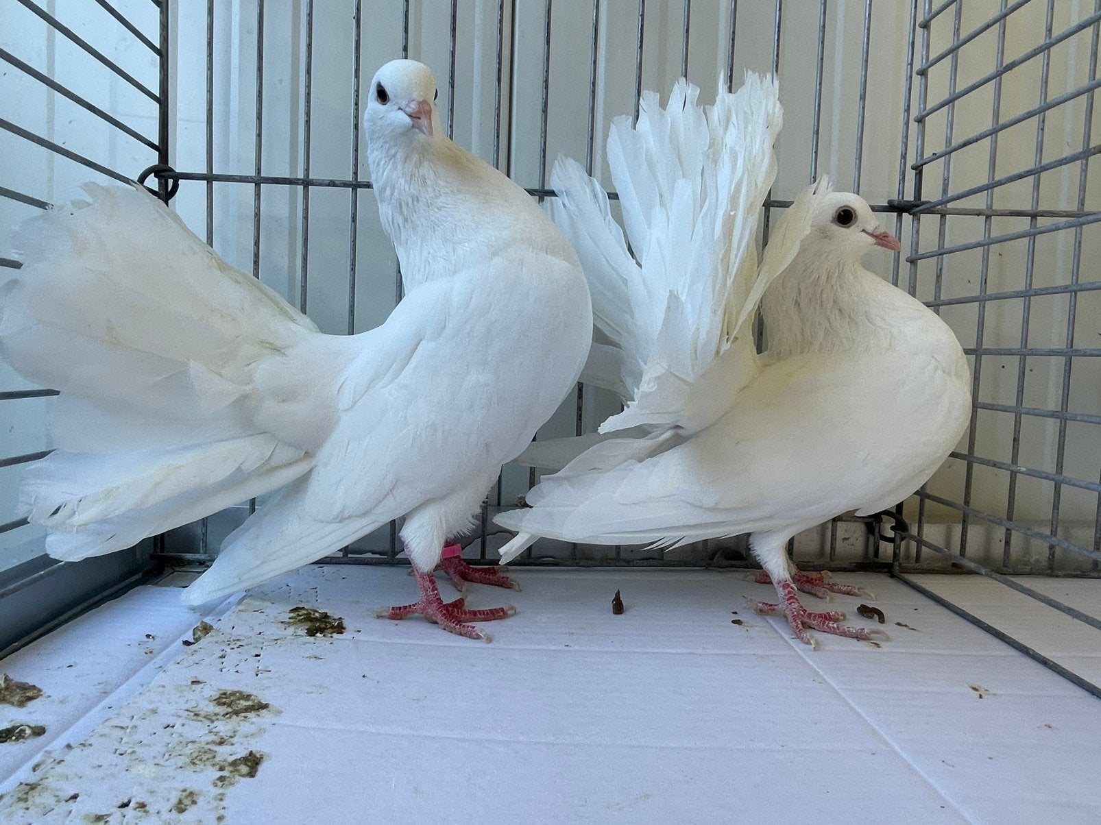 Witte Pauwstaarten, Dieren en Toebehoren, Geslacht onbekend, Overige soorten