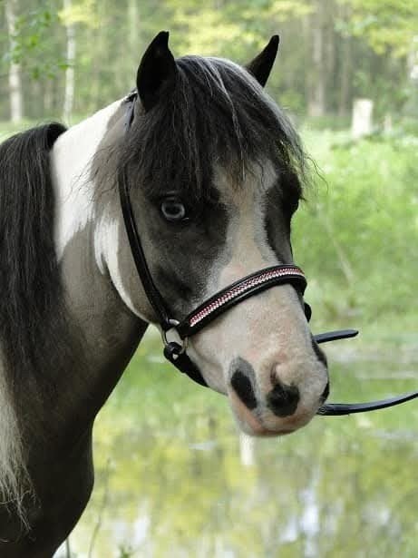 2 x NMPRS/AMHA goedgekeurde hengsten CHAMPAGNE en OVERO!, Dieren en Toebehoren, Pony's, Hengst, A pony (tot 1.17m), Met stamboom