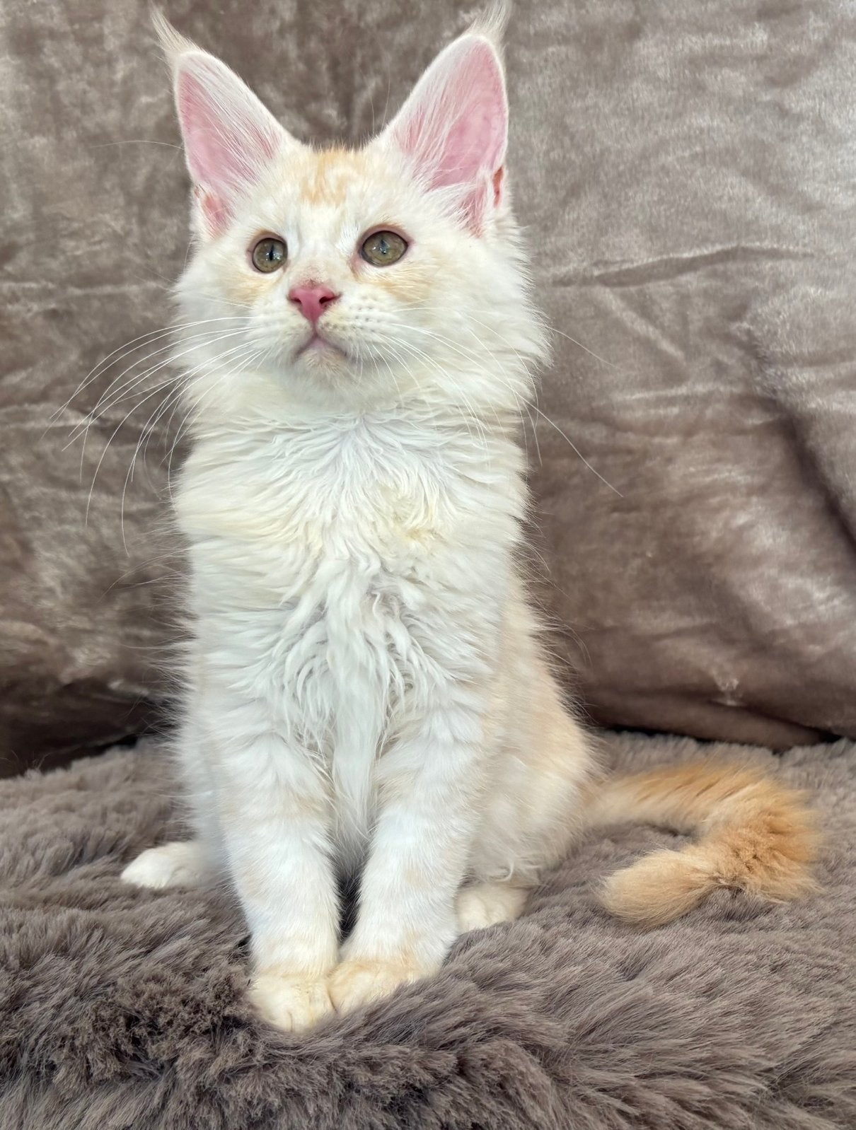 XXL Maine Coon Kittens beschikbaar €1450 met stamboom, Dieren en Toebehoren, Katten en Kittens | Raskatten | Langhaar, Meerdere dieren