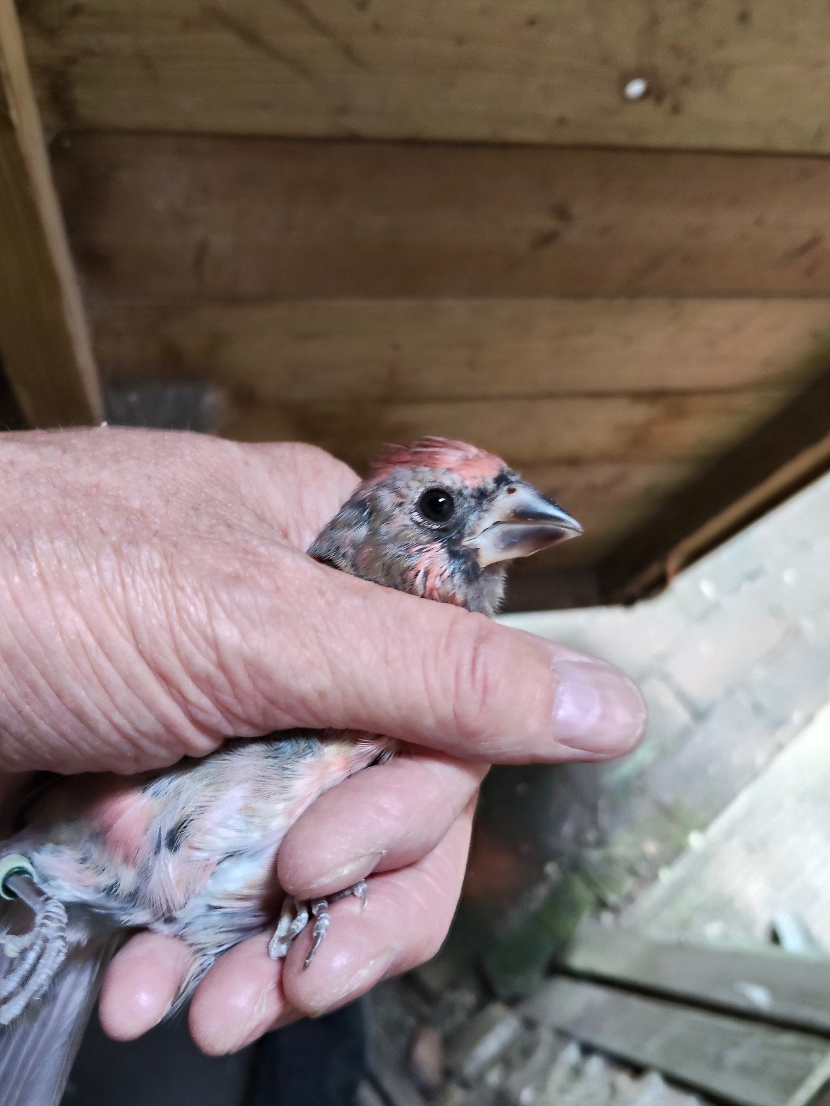 Rode kardinaal man, Dieren en Toebehoren, Vogels | Overige Vogels, Mannelijk