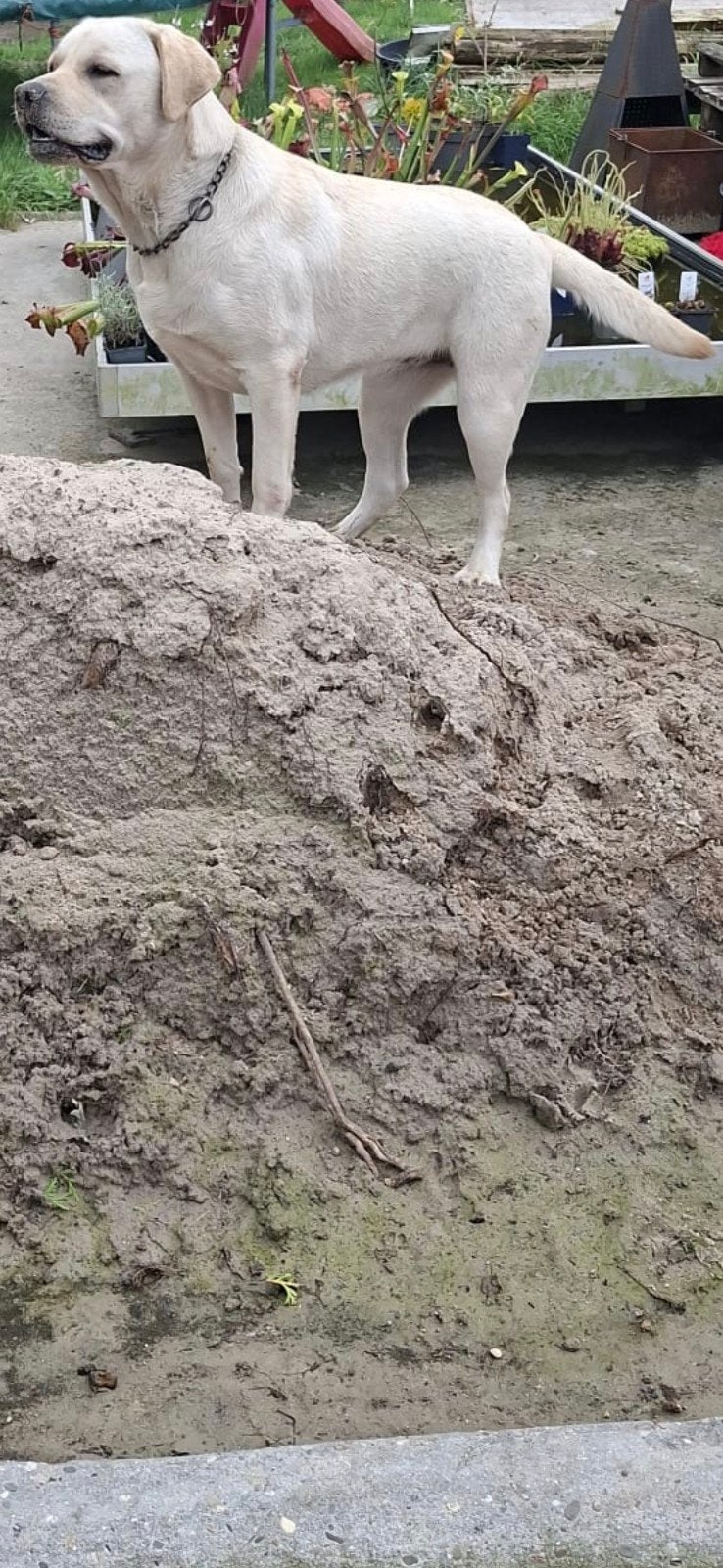 Nest aankondiging labrador pups, 8 tot 15 weken, Labrador retriever, Meerdere, Meerdere dieren