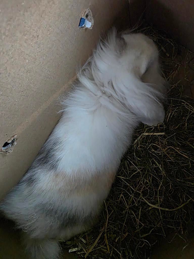 Hangoor konijn (gecastreerd), Dieren en Toebehoren, Konijnen, Mannelijk, Klein, Hangoor, 0 tot 2 jaar