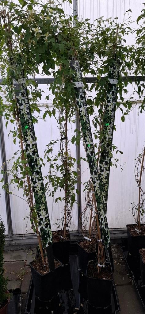 Toscaanse jasmijn, Overige soorten, 100 tot 250 cm, Zomer, Ophalen