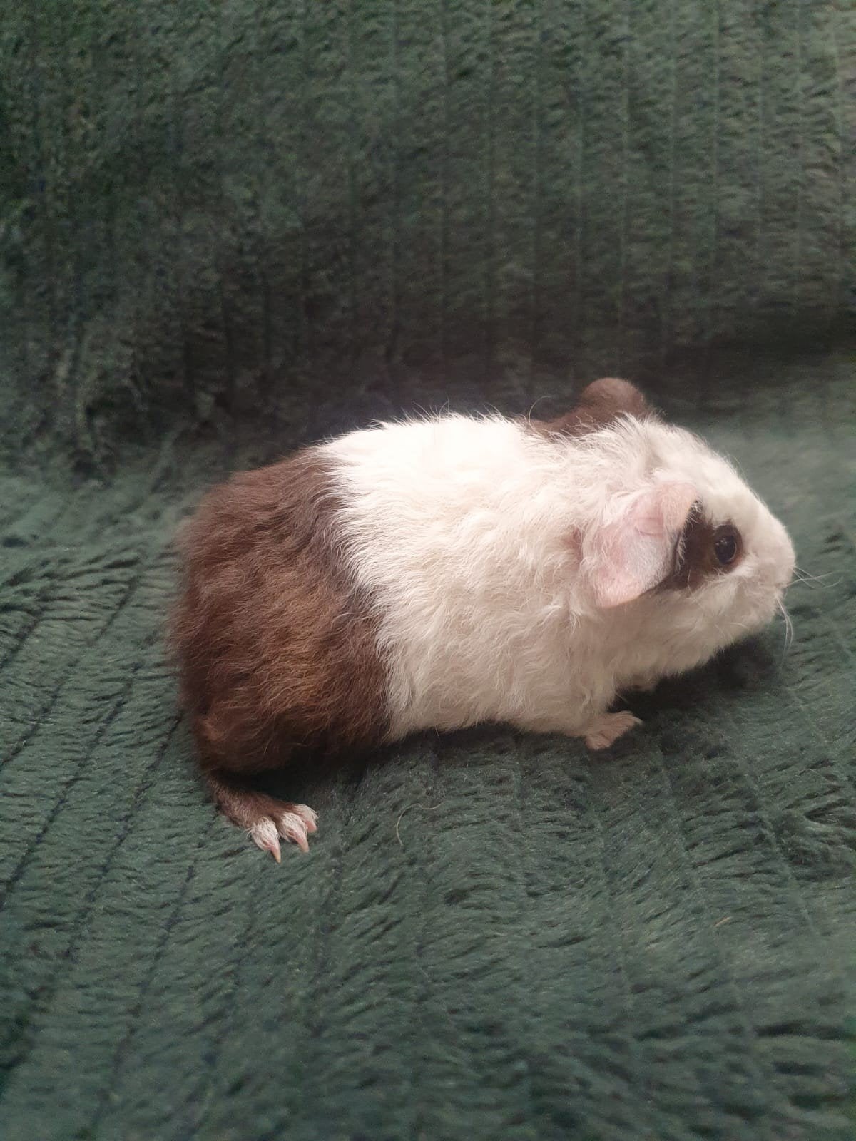 alvast te reserveren 3 us teddy zeugjes, Dieren en Toebehoren, Augustus, Vrouwelijk, Cavia