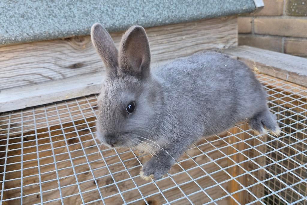 Jonge konijntjes, Dieren en Toebehoren, Konijnen, Meerdere dieren