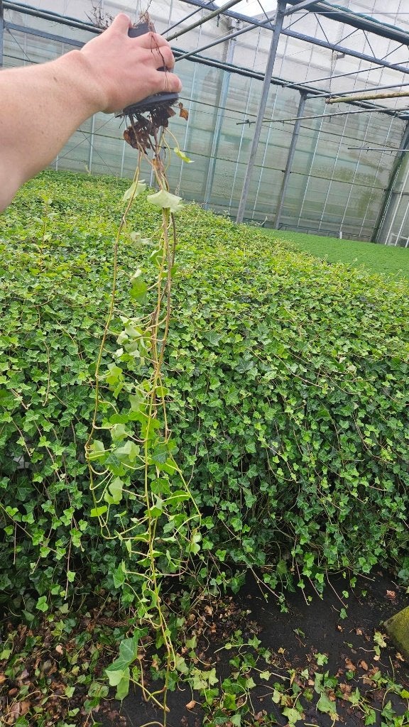 Hedera Hibernica - Klimop - Lange ranken 1.30m+, Ophalen of Verzenden, Overige soorten, Haag, 100 tot 250 cm