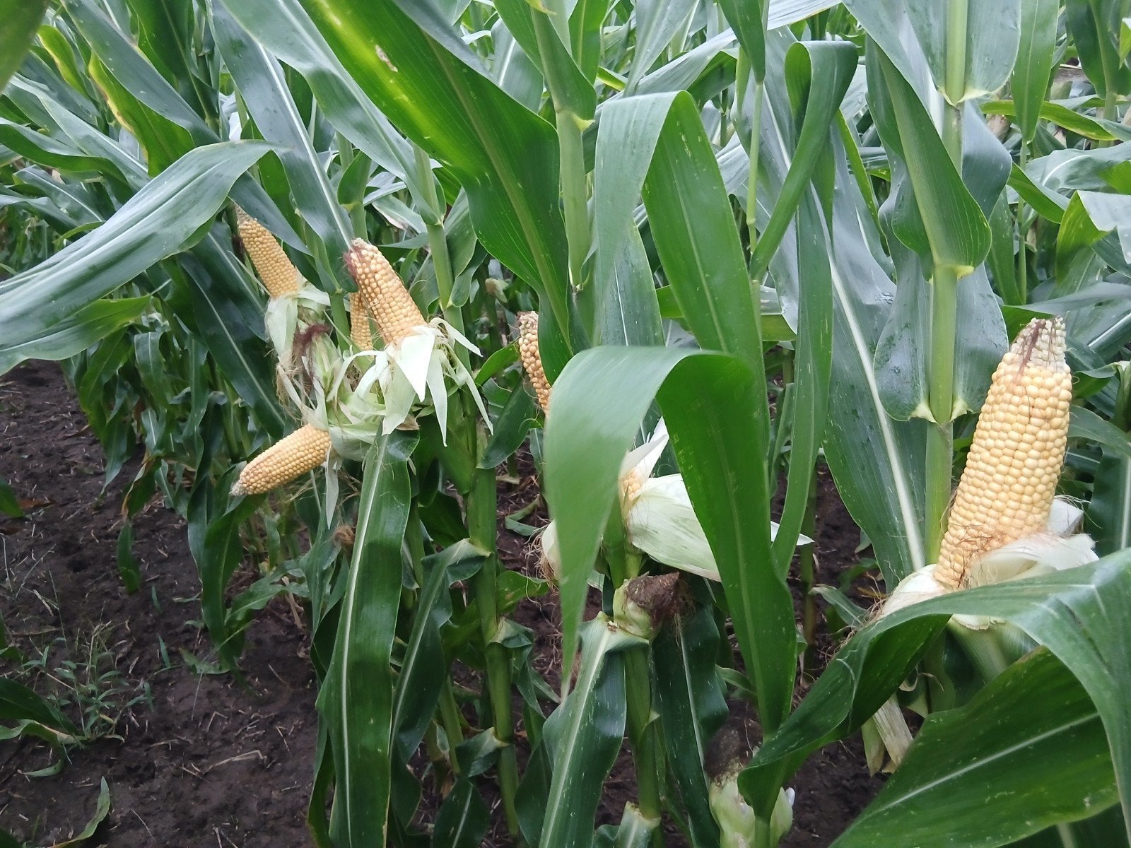 Te koop maïs op stam, Zakelijke goederen, Agrarisch | Aardappelen, Groenten, Fruit en Vlees, Ophalen, Lokale Boerderij, Info@lokaleboerderij.nl