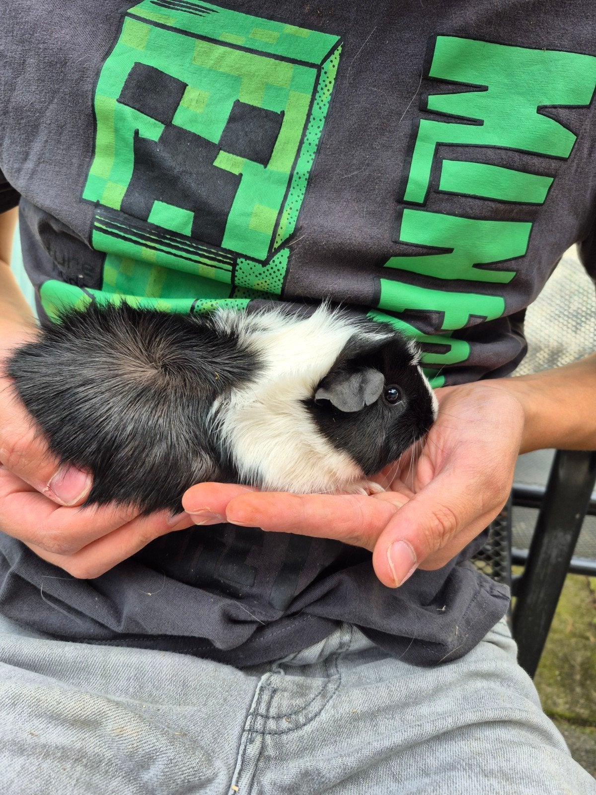 zeugje 1-7, Dieren en Toebehoren, Cavia, Juli, Vrouwelijk, Tam