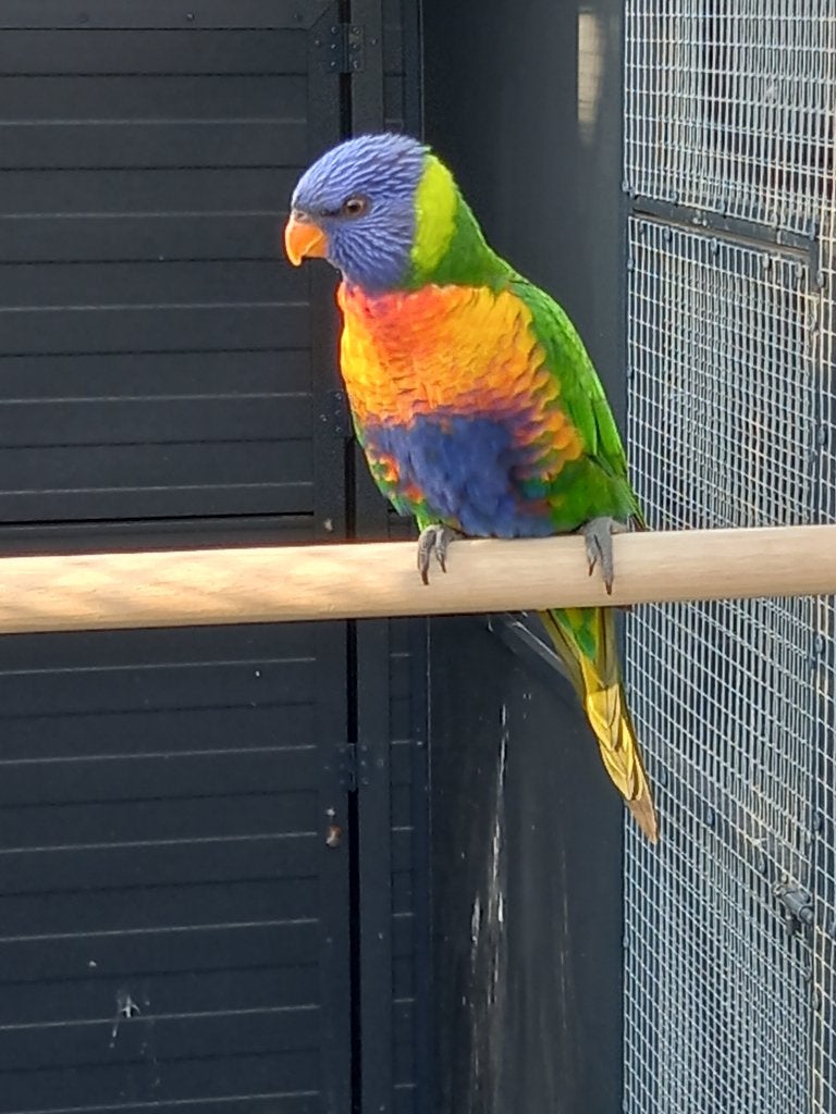 Lori van de Blauwe Bergen, Dieren en Toebehoren, Vogels | Parkieten en Papegaaien, Vrouwelijk, Papegaai, Geringd