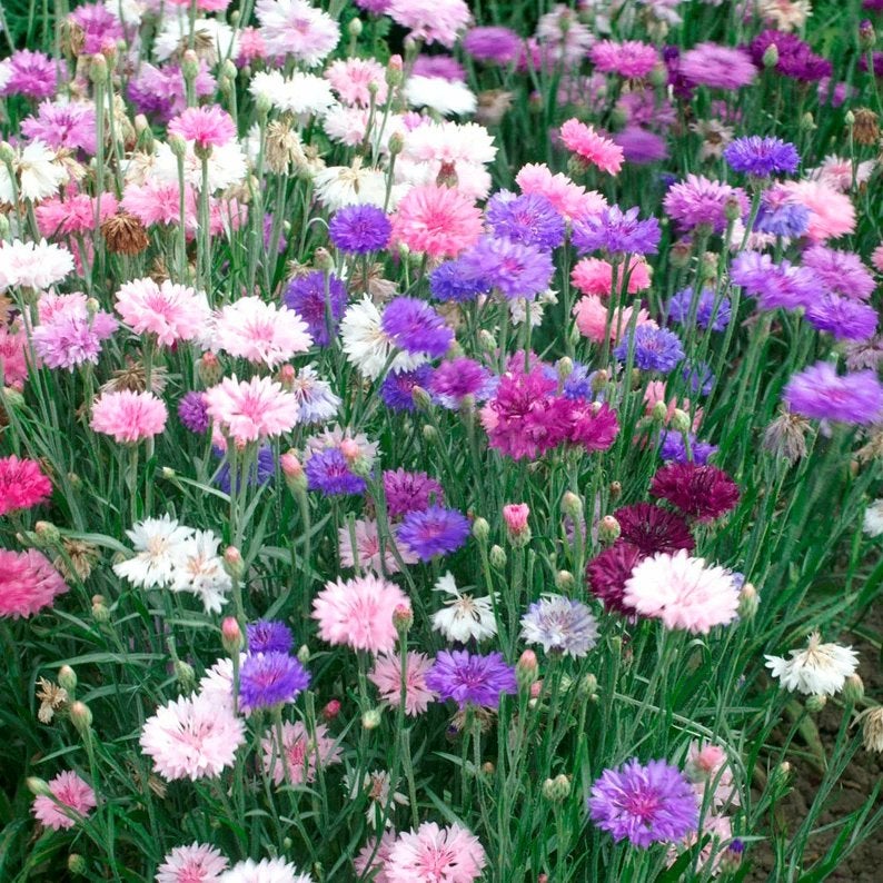 Korenbloem Gemengd - Ideaal voor Bloembakken, Ophalen of Verzenden, Najaar, Volle zon, Zaad