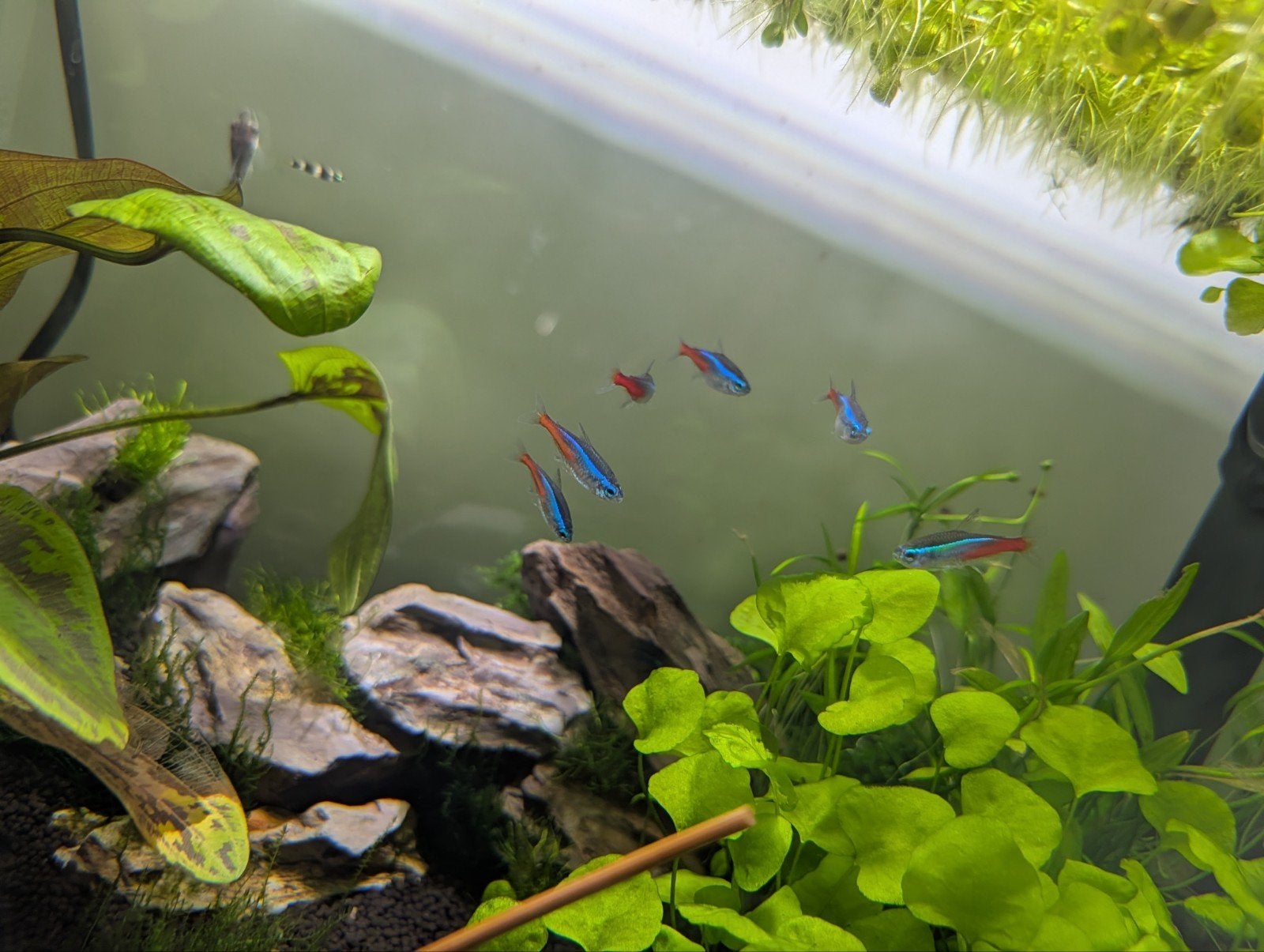 Neon tetra groepje van 6, Ophalen