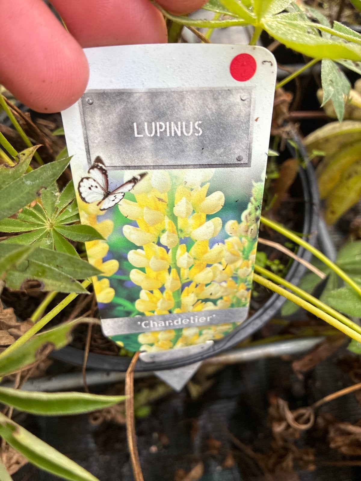 Lupinus 'Chandelier' - Gele Lupine, Volle zon, Vaste plant, Zomer, Ophalen