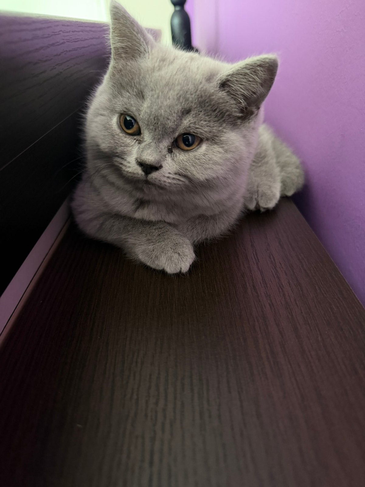 Raszuivere Britse Korthaar laatste poesje, Dieren en Toebehoren, Katten en Kittens | Raskatten | Korthaar, Poes, Gechipt, 0 tot 2 jaar