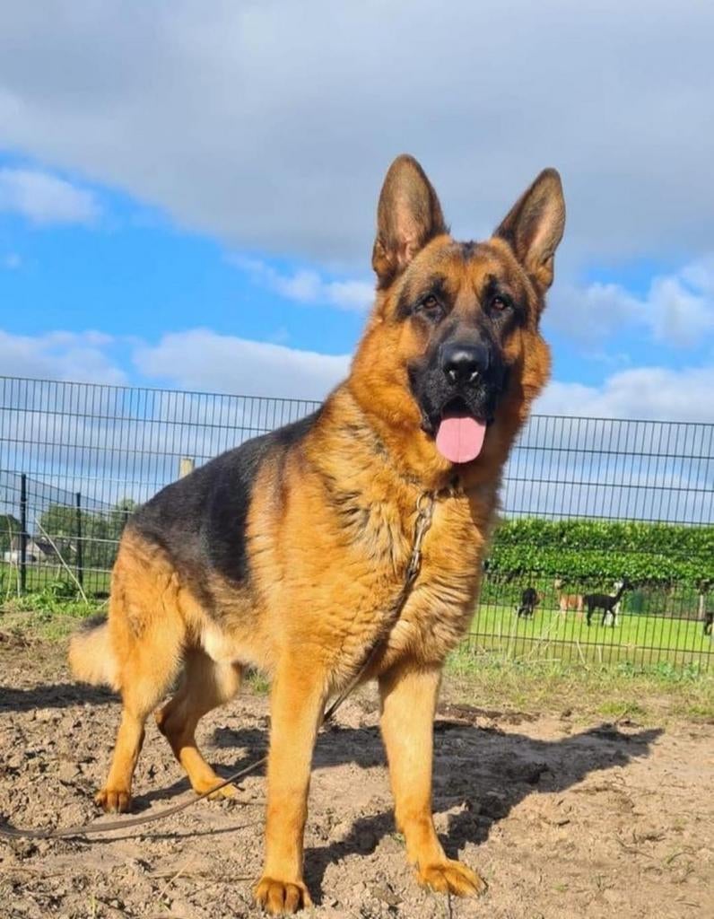 Duitse Herder dekreu ( niet te koop), Dieren en Toebehoren, Eén hond, 3 tot 5 jaar, Herder, Nederland