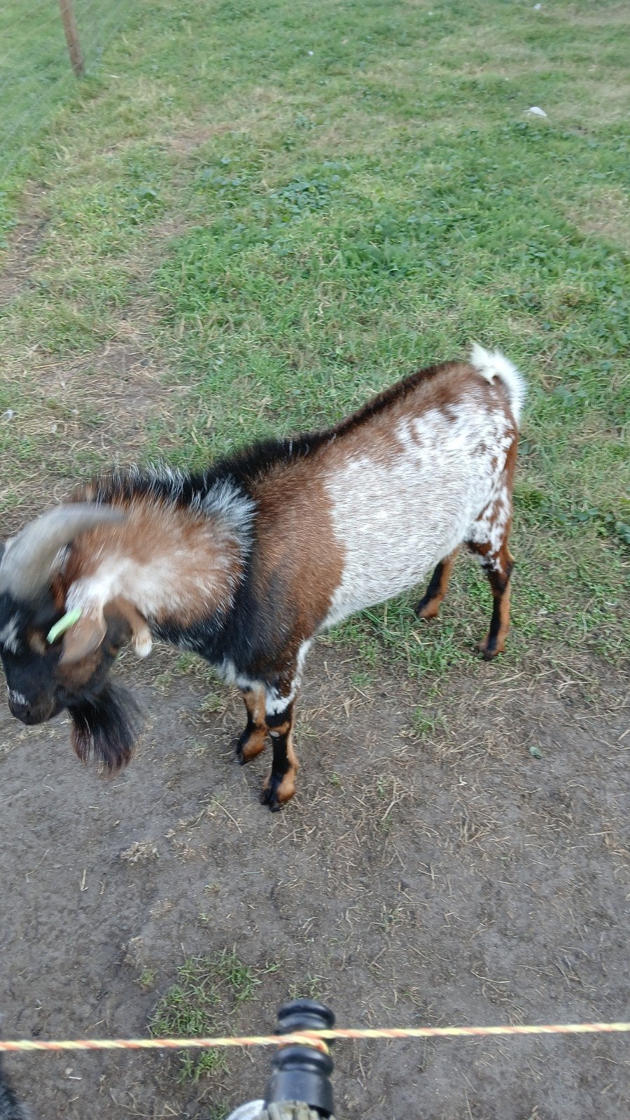 dwerggeitenbok, Dieren en Toebehoren, Schapen, Geiten en Varkens, Mannelijk, Geit