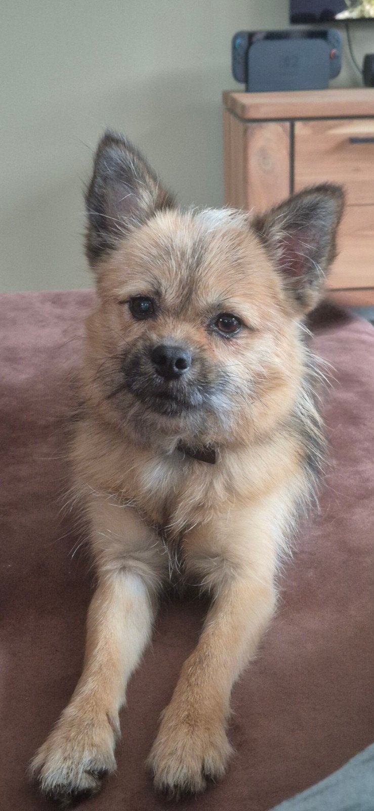Reu pomchi, 15 weken tot 1 jaar, Reu, Eén hond, CDV (hondenziekte)