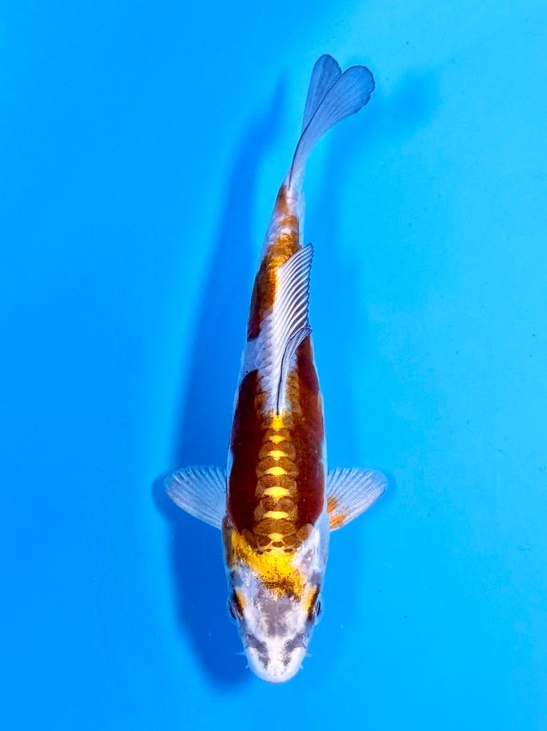 Doitsu Metallic Ochiba 14-18cm Japanse Koi, Dieren en Toebehoren, Vissen | Vijvervissen, Karper of Koi