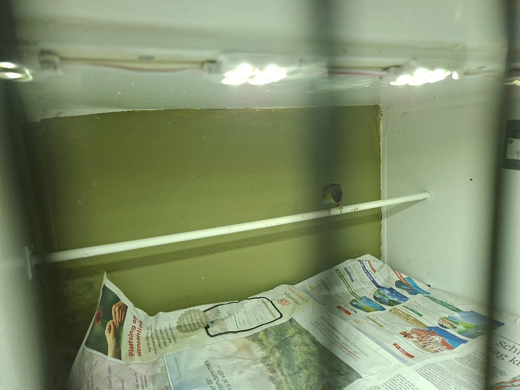 Citoenborst edelzangers, Meerdere dieren, Tropenvogel, Geringd