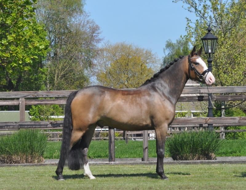brave knappe 7 jarige new Forest ruin, Dieren en Toebehoren, Pony's, Met stamboom, Ruin, Springpony, L