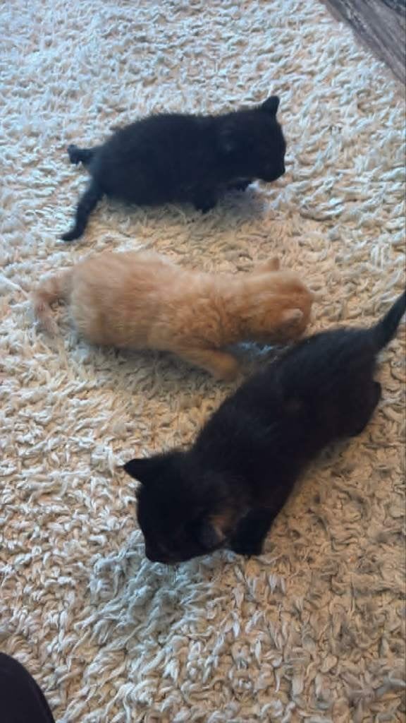 Jonge kittens, Meerdere dieren, Kortharig