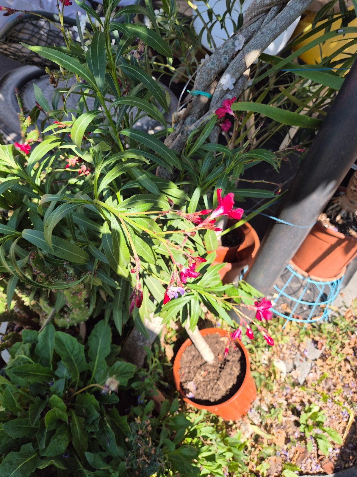 3x Oleander, Tuin en Terras, Planten | Tuinplanten, Ophalen, Overige soorten, Volle zon