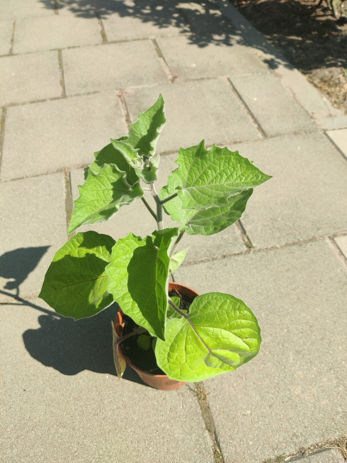 Ananaskers, Physalis, Tuin en Terras, Ophalen, Minder dan 100 cm, Overige soorten, Zomer