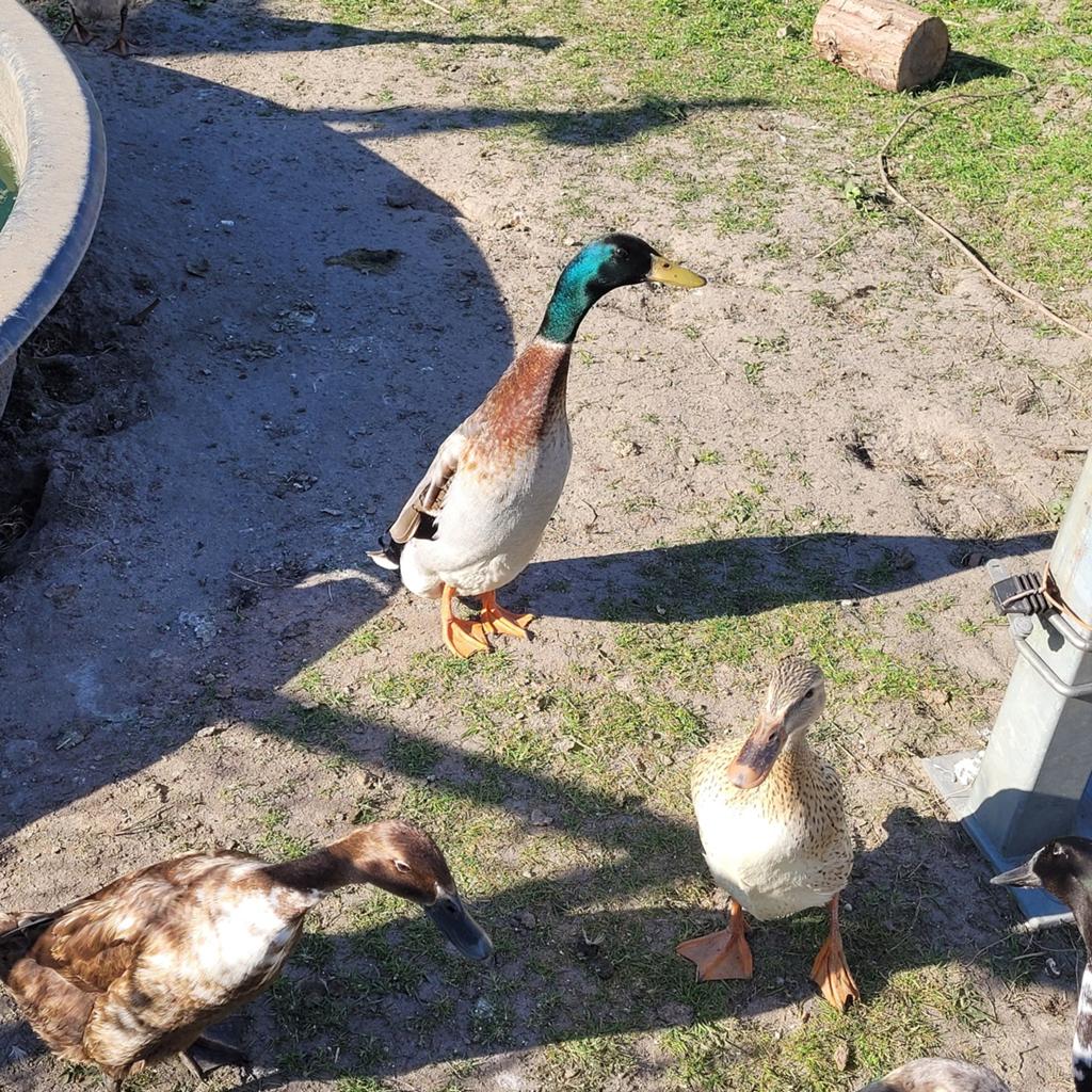 Broedeieren Indische loopeend, Dieren en Toebehoren, Pluimvee, Geslacht onbekend, Eend