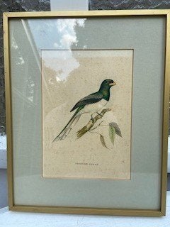 Prent met de vogel Trogon Gigas, Antiek en Kunst, Kunst | Schilderijen | Klassiek, Ophalen, Klassiek, Ingelijst, Dieren