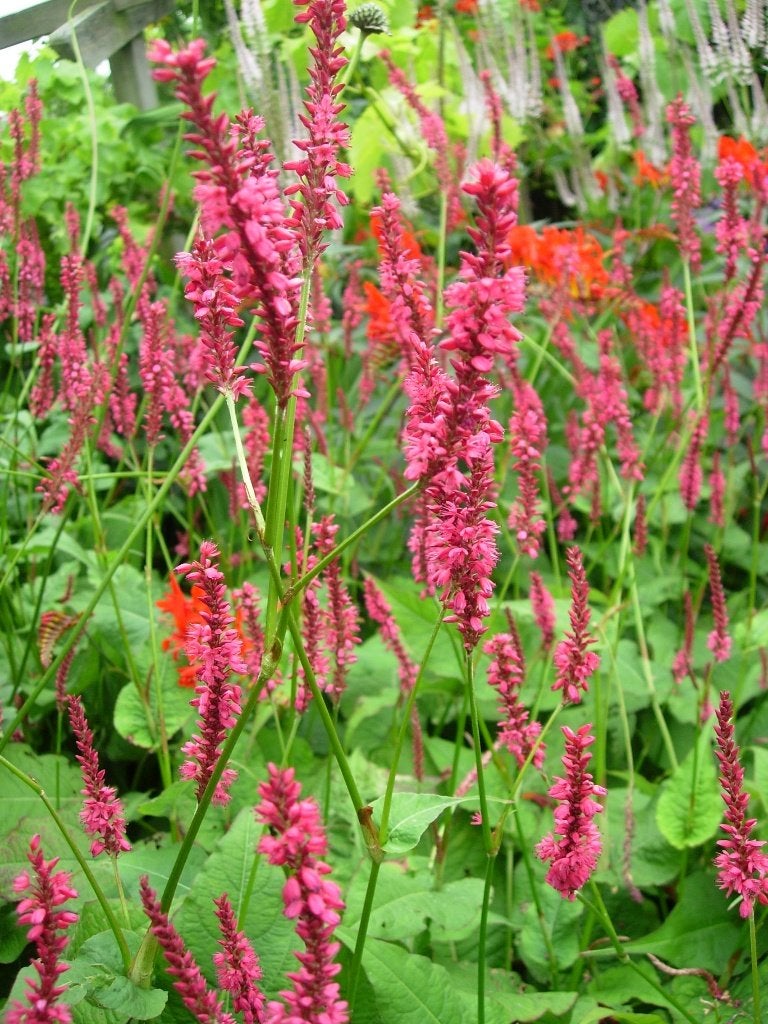 adderwortel, persicaria, Ophalen, Overige soorten, Volle zon