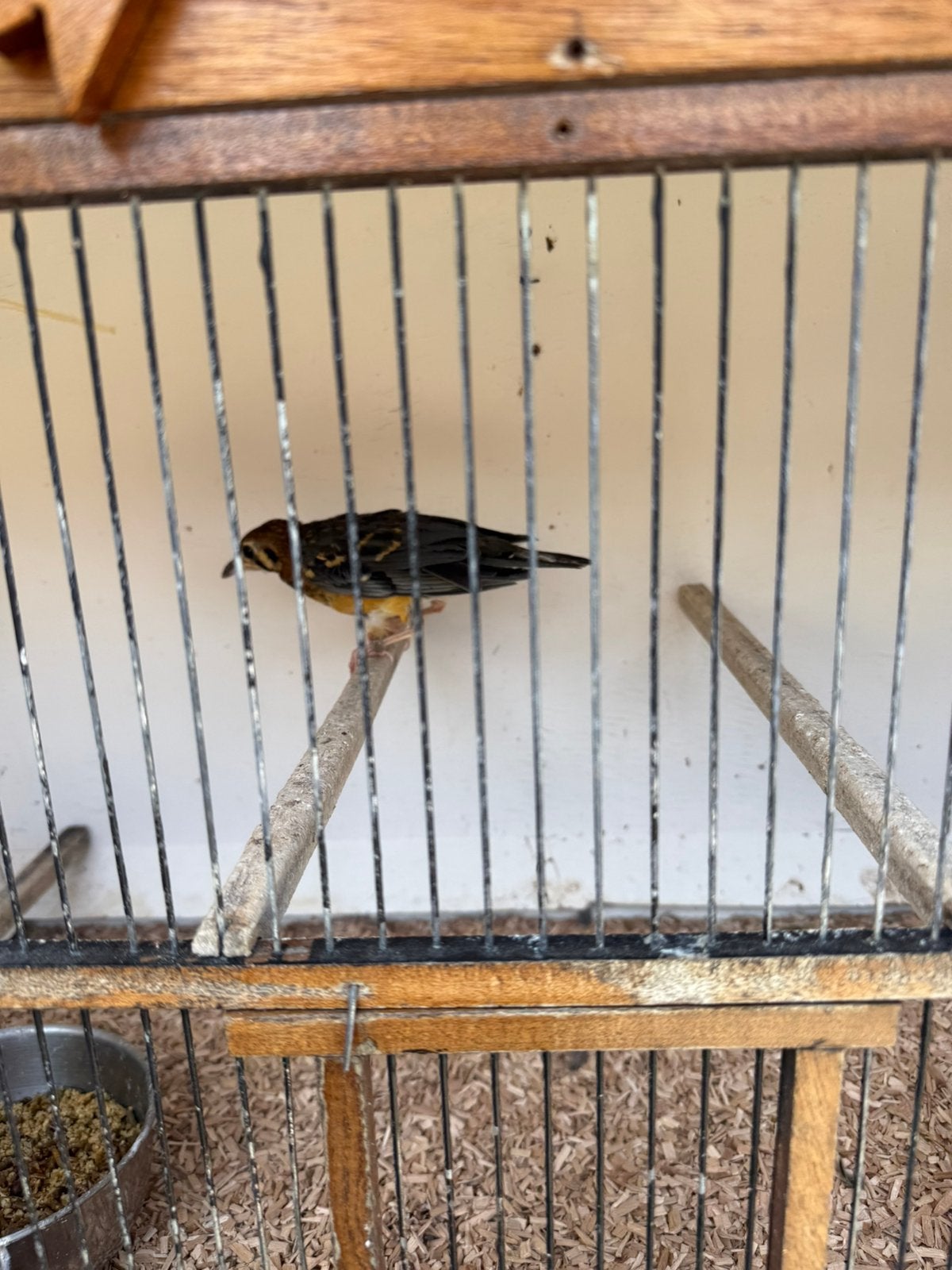 Te koop zeer mooie damalijster man, Dieren en Toebehoren, Mannelijk, Geringd