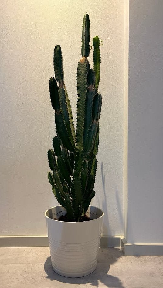 Grote en gezonde cactus in pot 100cm hoog (boven de pot), Ophalen, 100 tot 150 cm, Halfschaduw, Groene kamerplant