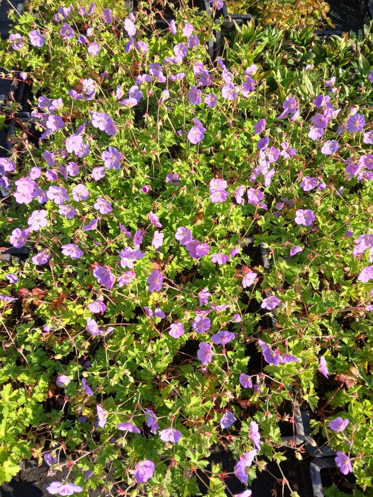 Geranium Rozanne - Vaste plant voor tuin en border, Tuin en Terras, Bodembedekkers, Volle zon, Vaste plant, Ophalen of Verzenden